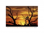 sunset, Utah, Canyonlands, trees